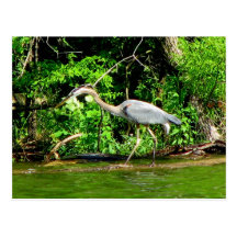 Crane at the Lake Postcard