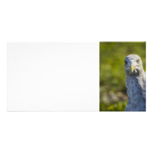 Cranky Old Seagull (Add Your Own Text) Photo Cards