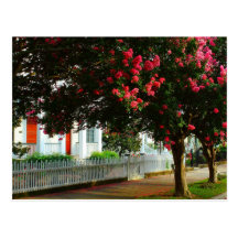 Crape Myrtle and Picket Fence - Natchez, MS Post Card