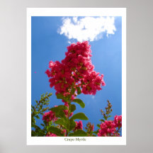 Crape-Myrtle Posters