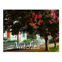Crape Myrtle, Summer in Natchez, MS Post Card