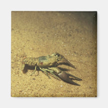 Crayfish Refrigerator Magnets