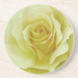 Cream Rose and meaning Beverage Coaster