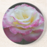 cream rose with pink edges coaster