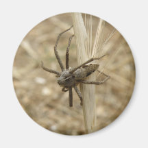 Creepy Crawly Spider Magnet