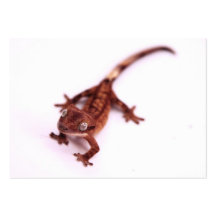 Crested Gecko Walking on an angle Business Card