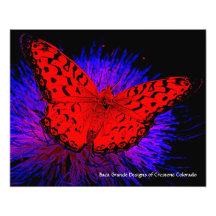 Crestone, Colorado - Butterfly Photo Print