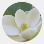 CricketDiane Southern Magnolias Round Stickers