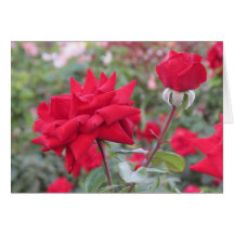 Crimson Bouquet Rose Greeting Card