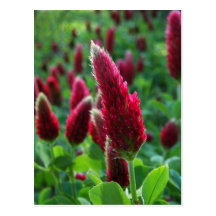 Crimson Clover Postcard