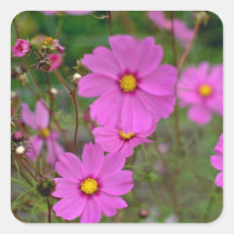 Crimson Cosmos flowers Square Stickers