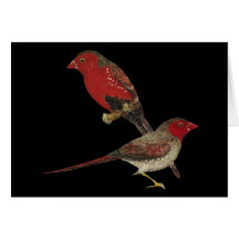 Crimson Finch (black-bellied) Pair Greeting Card