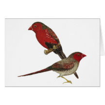 Crimson Finch (black-bellied) Pair Greeting Card