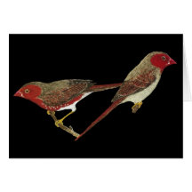 Crimson Finch (white-bellied) Pair Cards