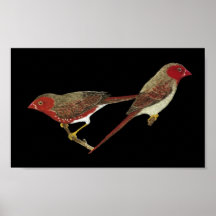 Crimson Finch (white-bellied) Pair Print