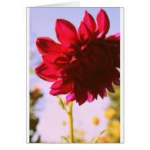 Crimson Flower Greeting Cards