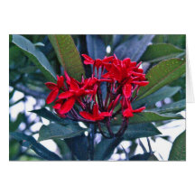 Crimson Frangipani Greeting Cards
