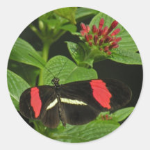 Crimson Longwing Butterfly Stickers