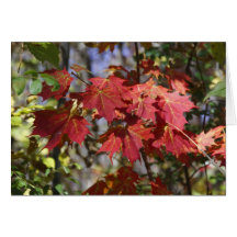 Crimson Maple Leaves Card