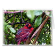 Crimson Note Card