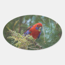 Crimson Rosella Oval Sticker