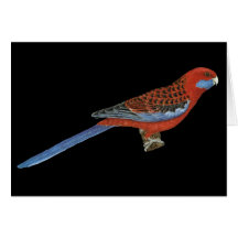 Crimson Rosella - Platycerus elegans Card