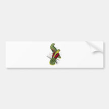 Crimson-Winged Parrakeet (Female and young male) b Bumper Stickers