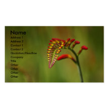 Crocosmia Business Card Template
