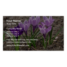 Crocus flowers business card template