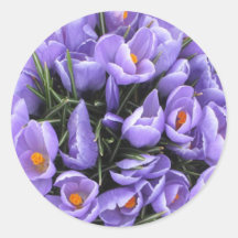 Crocus Sticker