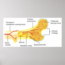 Cross Section Diagram of a General Human Bone Posters