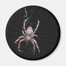 Cross Spider ~ magnet