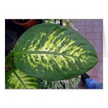 Croton Leaves Texture in Detail Cards