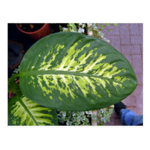 Croton Leaves Texture in Detail Post Cards