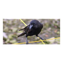 Crow at Crossroads Full Color Rack Card