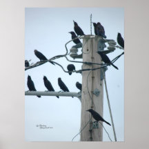 Crow bird family Poster