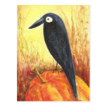 Crow on Pumpkin Postcards