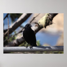 Crow Poster