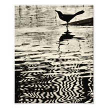 Crow with Reflection on Water - Photograph