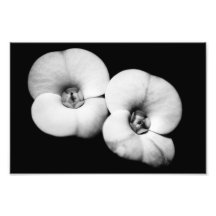 crown of thorns art photo