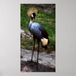 crowned crane posters