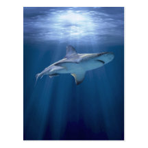 Cruising Shark Post Cards