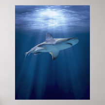 Cruising Shark Posters