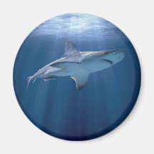 Cruising Shark Refrigerator Magnet
