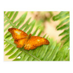 crusier butterfly post cards
