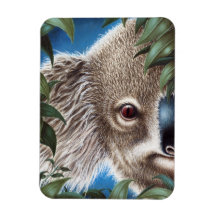 Curios Koala Premium Magnet