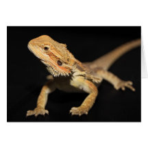 Curious Bearded Dragon 3 Card