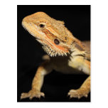 Curious Bearded Dragon 3 Postcard