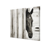 Curious Black Horse Gallery Wrapped Canvas