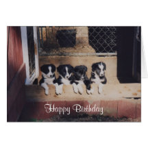 Curious Border Collie Puppies Photo Birthday Card